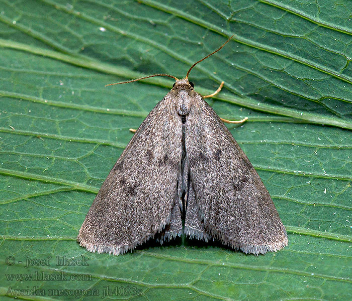 Apaidia mesogona Callimorpha Lithosie Godart