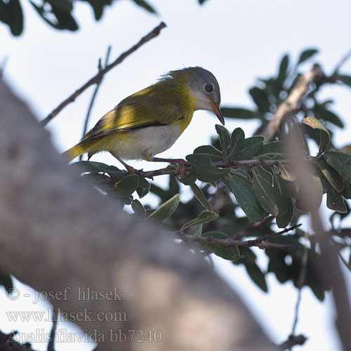 Apalis flavida Yellow-breasted Apalis Prinie žlutoprsá