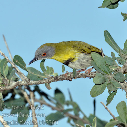 Gelbbrust-Feinsänger Gulbrystet Apalis Apalis Pecho Amarillo