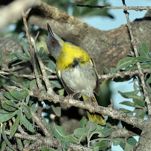 Apalis flavida bb7262