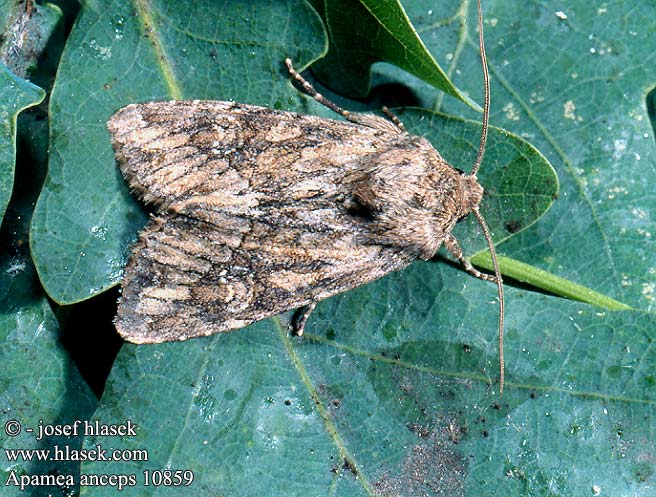 Apamea anceps 10859