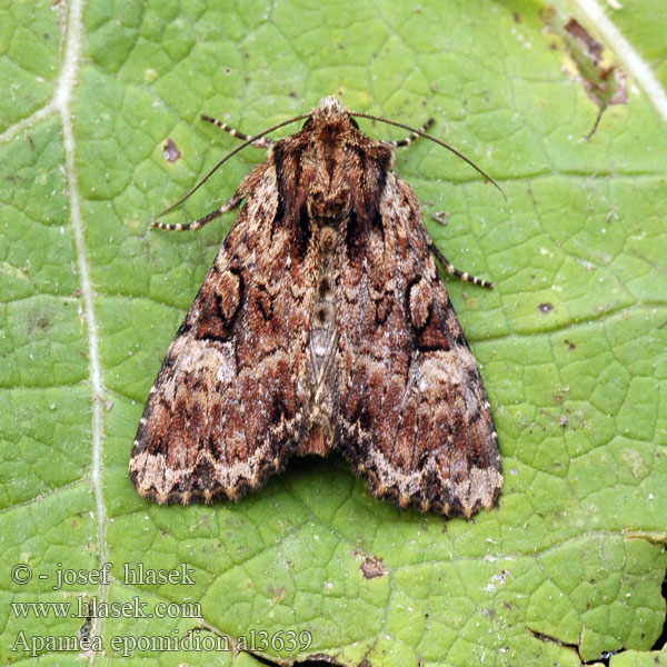 Apamea epomidion Waldzwenkenflur-Graseule Šedavka rezavá