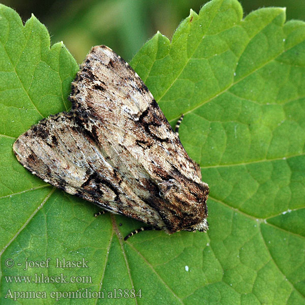 Noctuelle hépatique Clouded Brindle Našlaitinis pašakninis