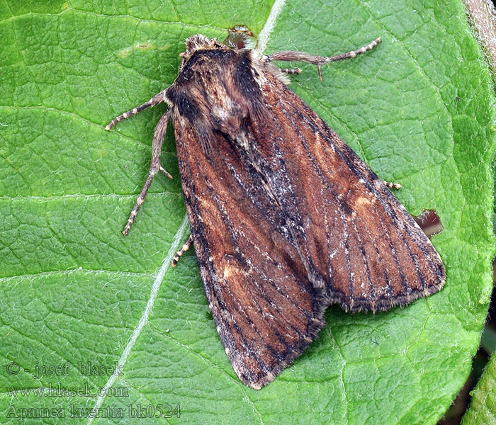 Apamea lateritia Scarce Brindle Sivkavec lipnicový