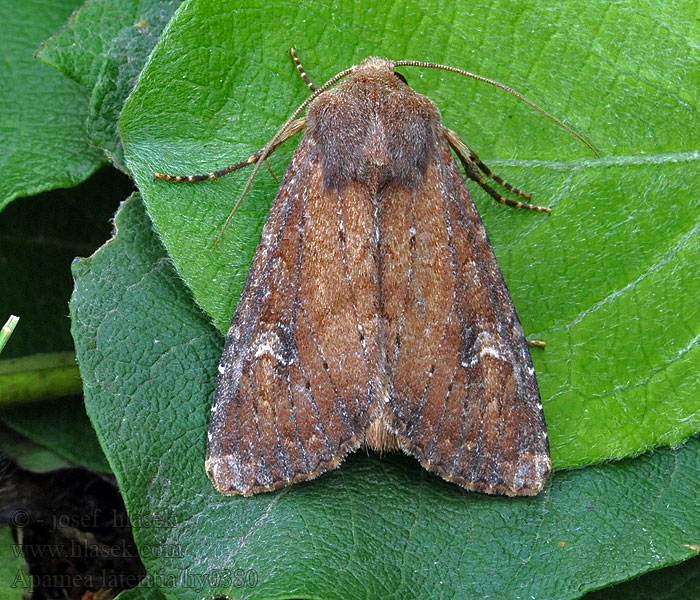 Apamea lateritia Steenrode grasuil Repoyökkönen Tegelrött ängsfly