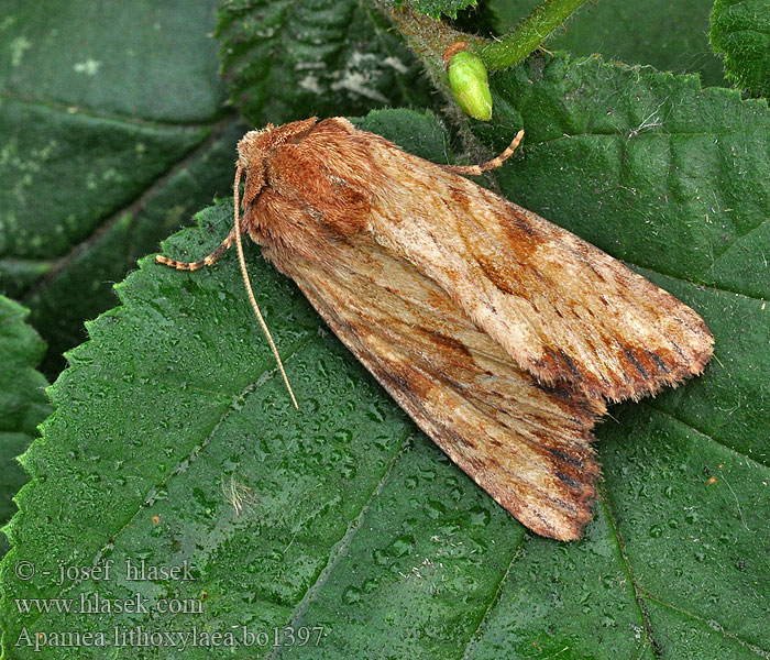 Apamea lithoxylaea Šedavka žlutavá