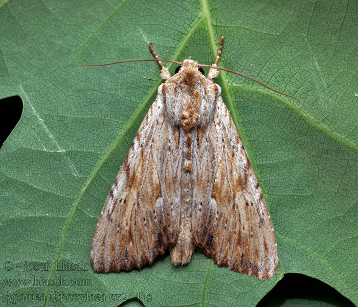 Apamea lithoxylaea