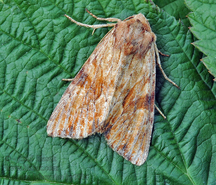 Weißlichgelbe Grasbüscheleule Apamea lithoxylaea