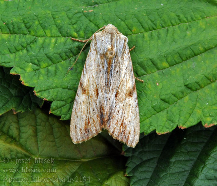 Apamea lithoxylaea Kalvaslahoyökkönen Doucette