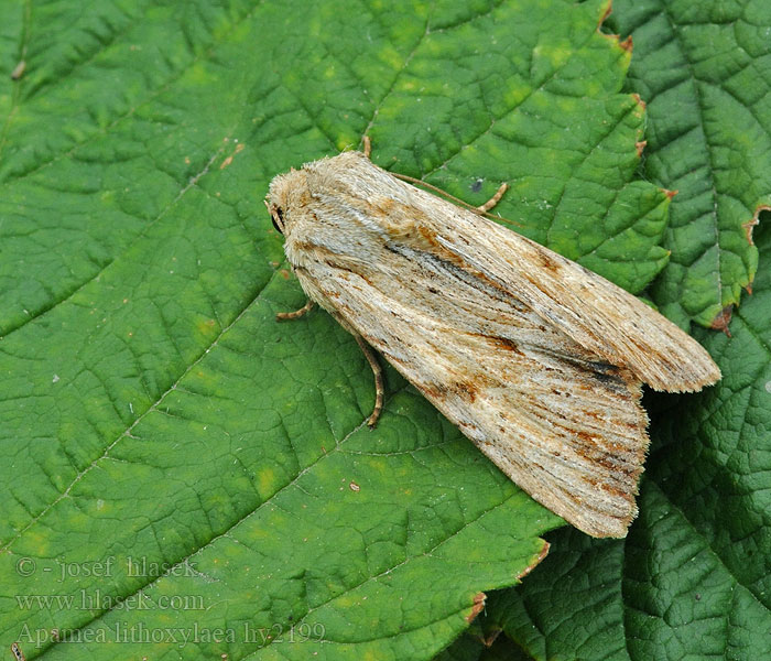 Apamea lithoxylaea Bleke grasworteluil Žilagelsvis pašakninis