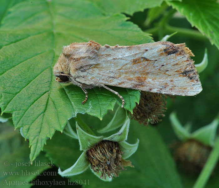 Apamea lithoxylaea Hvitt strandengfly Träfärgat ängsfly