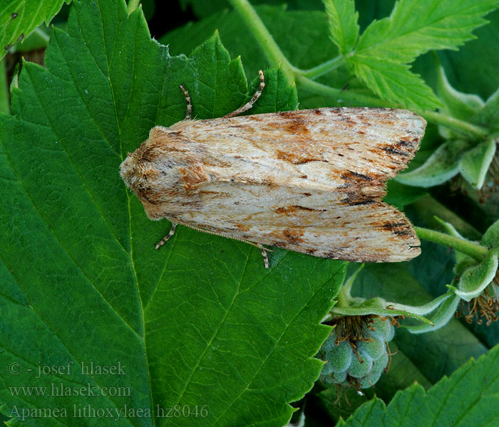 Apamea lithoxylaea Sivkavec koreňový