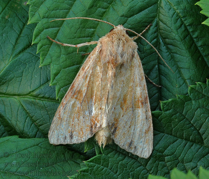 Light Arches Apamea lithoxylaea