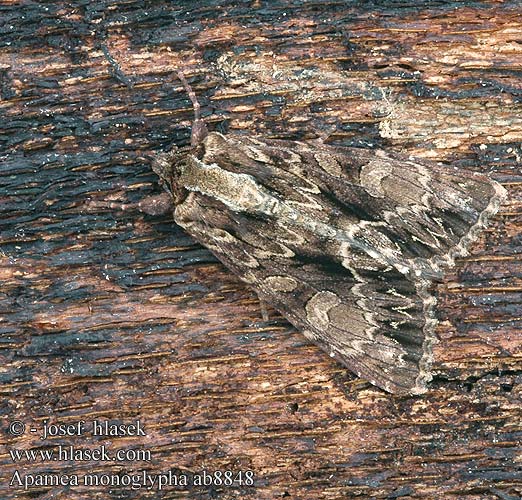 Apamea monoglypha Совка большая полевая Isojuuriyökkönen