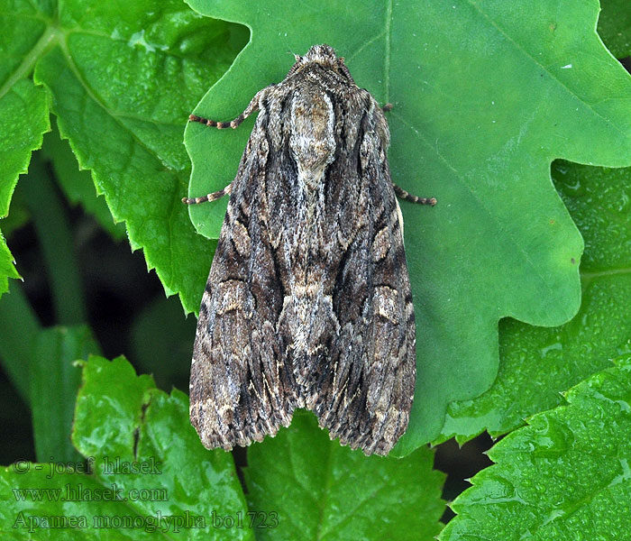 Šedavka trávová Apamea monoglypha