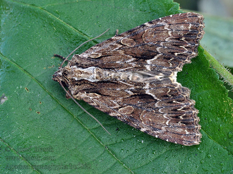 Wurzelfresser Dark Arches Apamea monoglypha