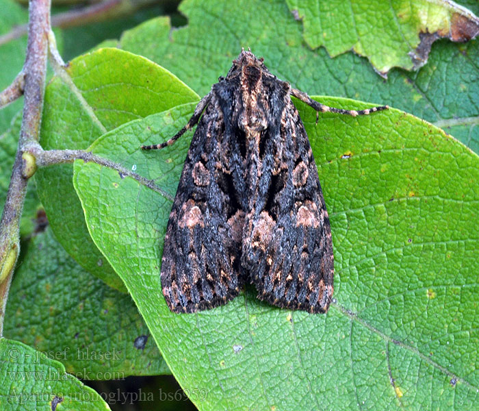 Apamea monoglypha Stort ängsfly Stort engfly Rodugle