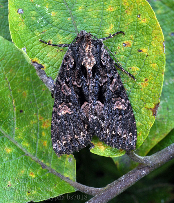 Apamea monoglypha Šedavka trávová Wurzelfresser