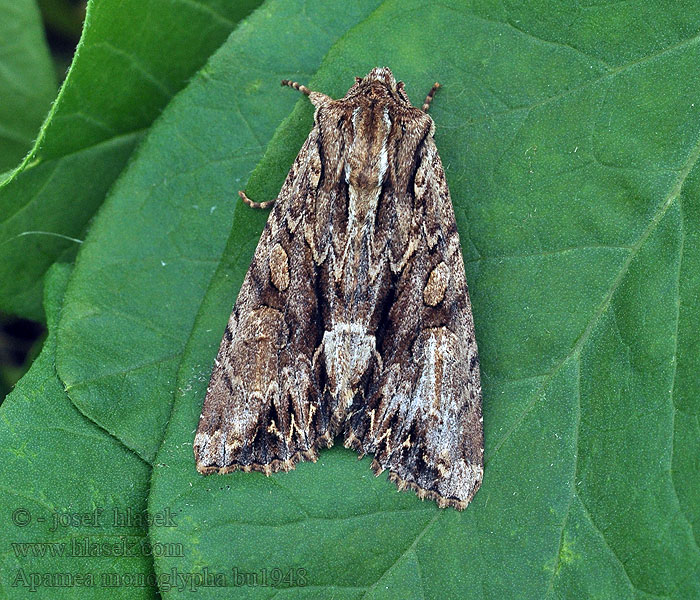 Sivkavec trávový Monoglyphe Apamea monoglypha