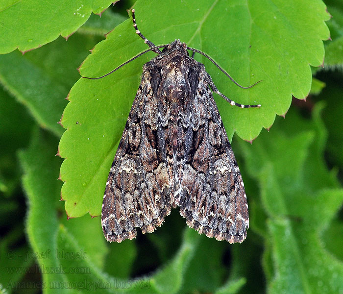 Совка большая полевая Nagy dudvabagoly Apamea monoglypha