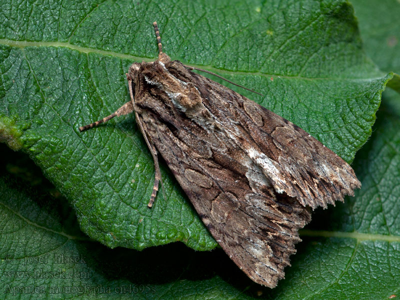 Apamea monoglypha