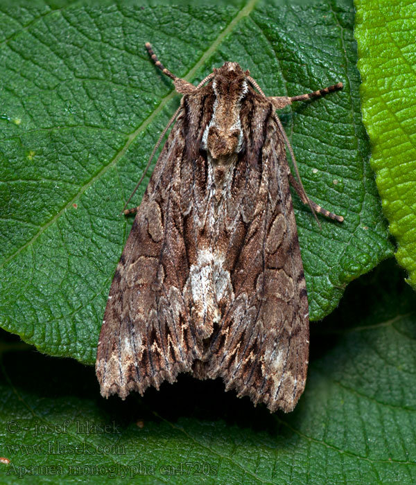 Apamea monoglypha