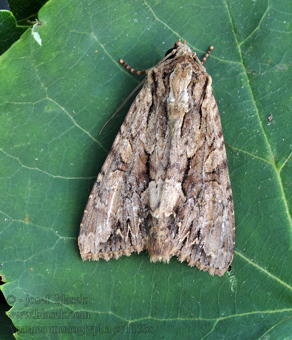 Nagy dudvabagoly Isojuuriyökkönen Stort ängsfly Apamea monoglypha