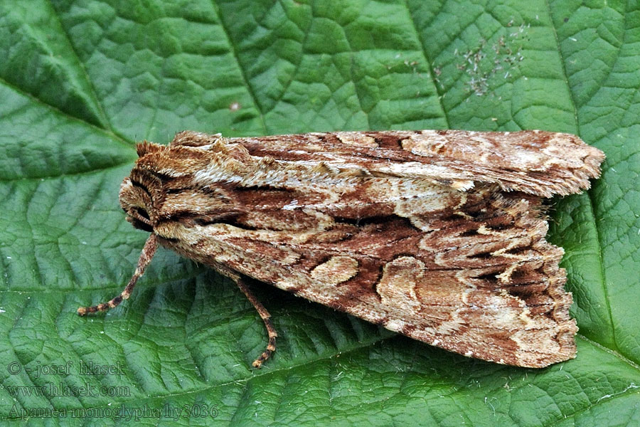 Stort engfly Rodugle Apamea monoglypha