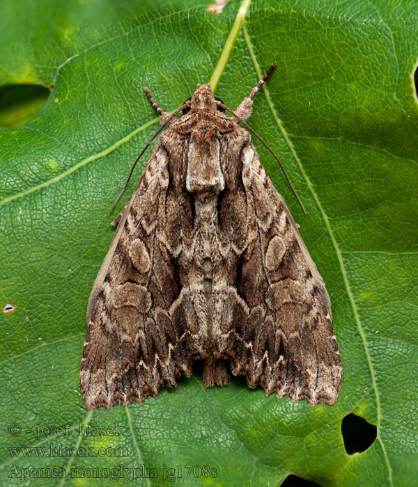 Šedavka trávová Wurzelfresser Dark Arches Apamea monoglypha