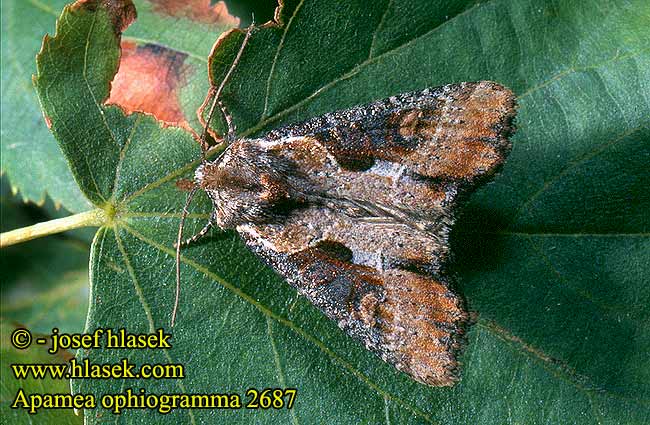 Apamea ophiogramma Šedavka hnědoskvrnná Röhricht-Graseule