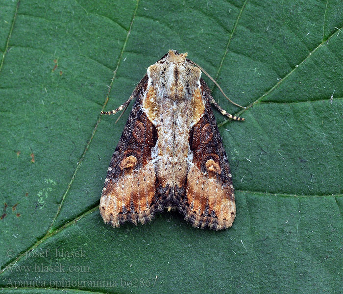 Apamea ophiogramma Double Lobed Sivkavec kosatcový