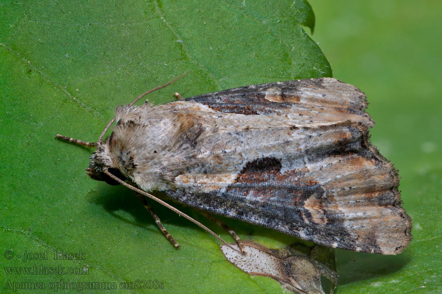 Apamea ophiogramma