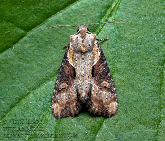 Apamea ophiogramma