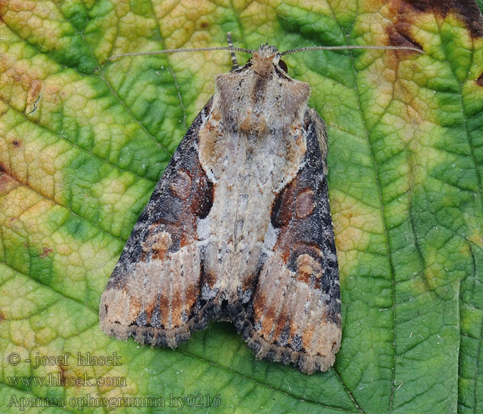 Šedavka hnědoskvrnná Apamea ophiogramma