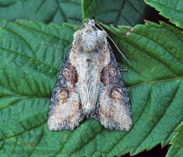 Röhricht-Graseule Apamea ophiogramma