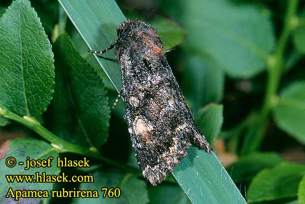 Apamea rubrirena Šedavka rudoskvrnná Schwarzbraune Hartgraseule