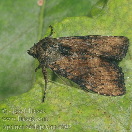 Noctuelle mignonne Hentojuuriyökkönen Bosgrasuil