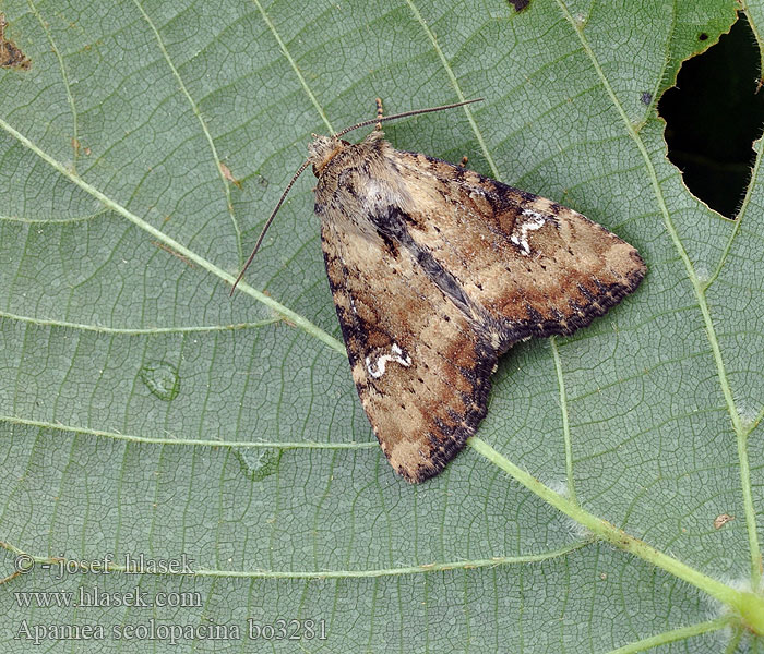 Apamea scolopacina Noctuelle mignonne Hentojuuriyökkönen