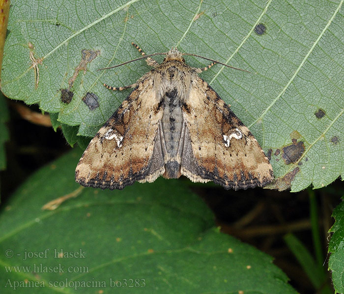 Apamea scolopacina Slender Brindle Rusvasis pelėdgalvis Praktengfly