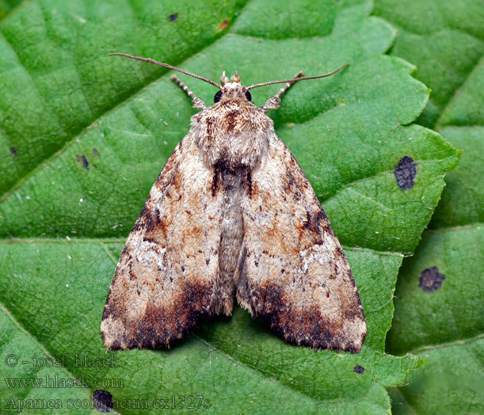 Apamea scolopacina