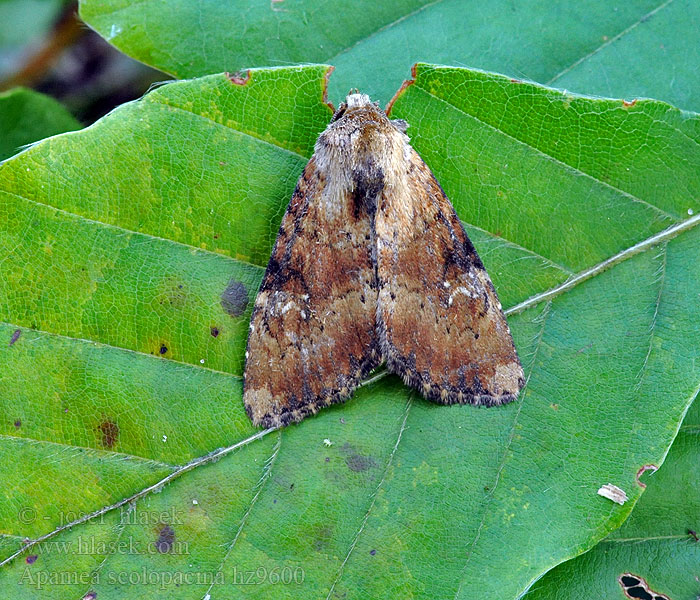 Apamea scolopacina Buchenwald-Graseule