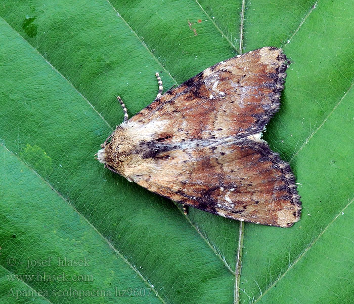 Apamea scolopacina Noctuelle mignonne