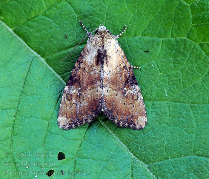 Apamea scolopacina Hentojuuriyökkönen