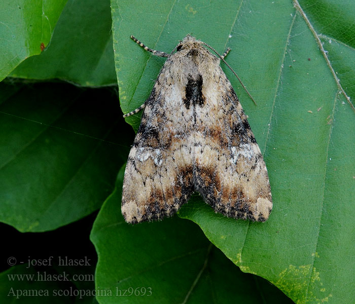 Apamea scolopacina Bosgrasuil