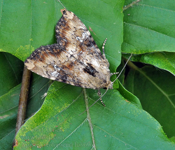 Apamea scolopacina Slender Brindle