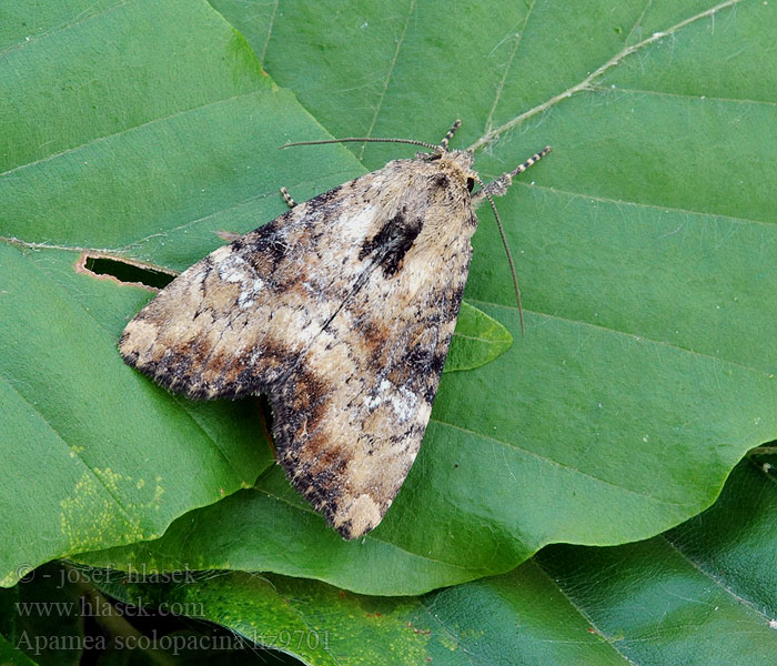 Apamea scolopacina Rusvasis pelėdgalvis