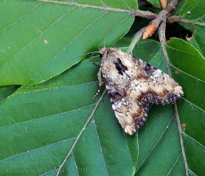 Apamea scolopacina Praktengfly