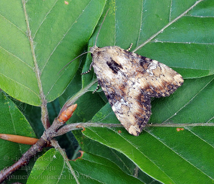 Apamea scolopacina Sivkavec traslicový