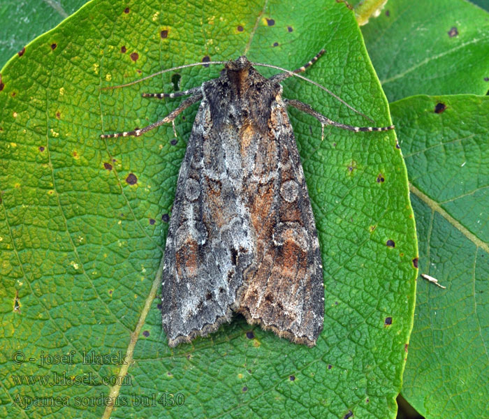 Apamea sordens Sivkavec obilný Noctuelle basilaire