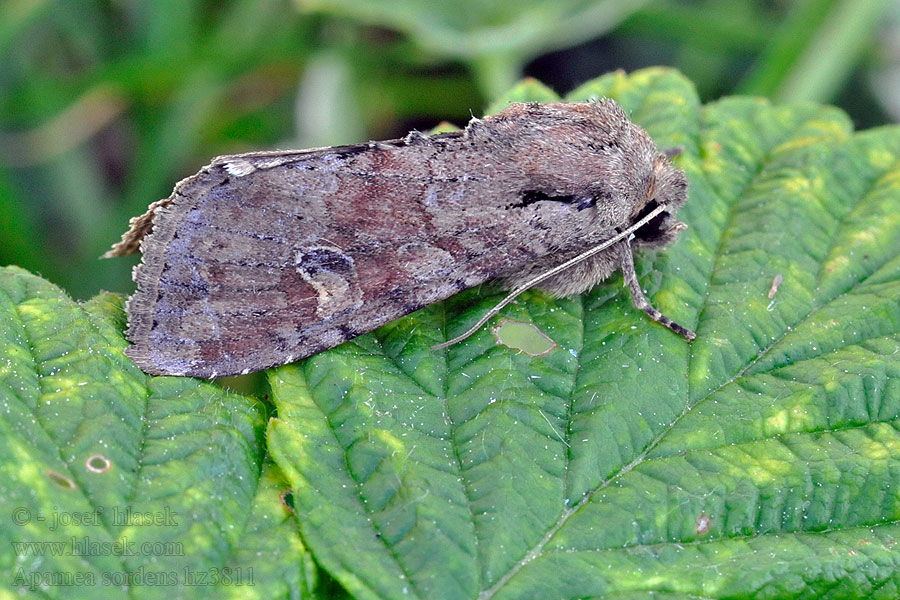 Apamea sordens Sädesängsfly Åkerengfly Aksugle